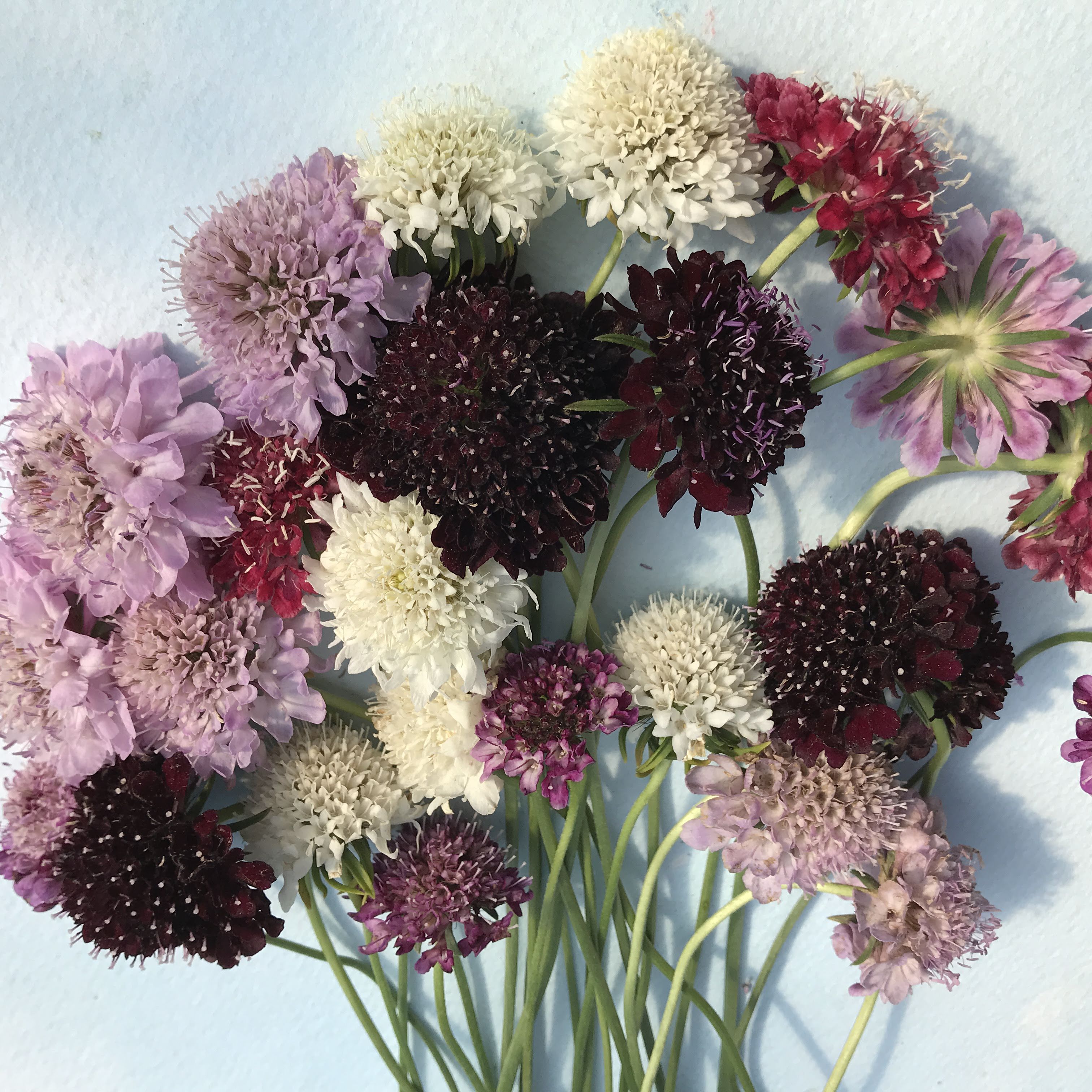 Colorful pincushion flower mix from Hudson Valley Seed Co. featuring vibrant, clustered blooms ideal for garden planting.