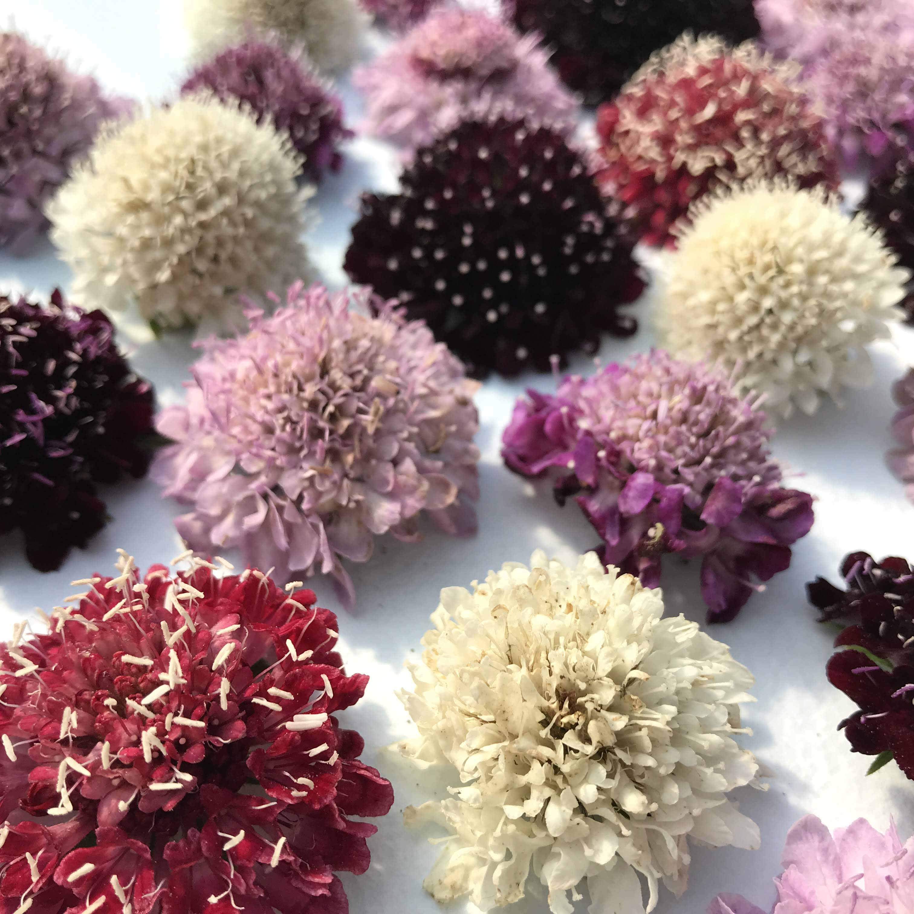 Colorful pincushion flower mix from Hudson Valley Seed Co., showcasing vibrant, compact blooms perfect for garden or floral arrangements.