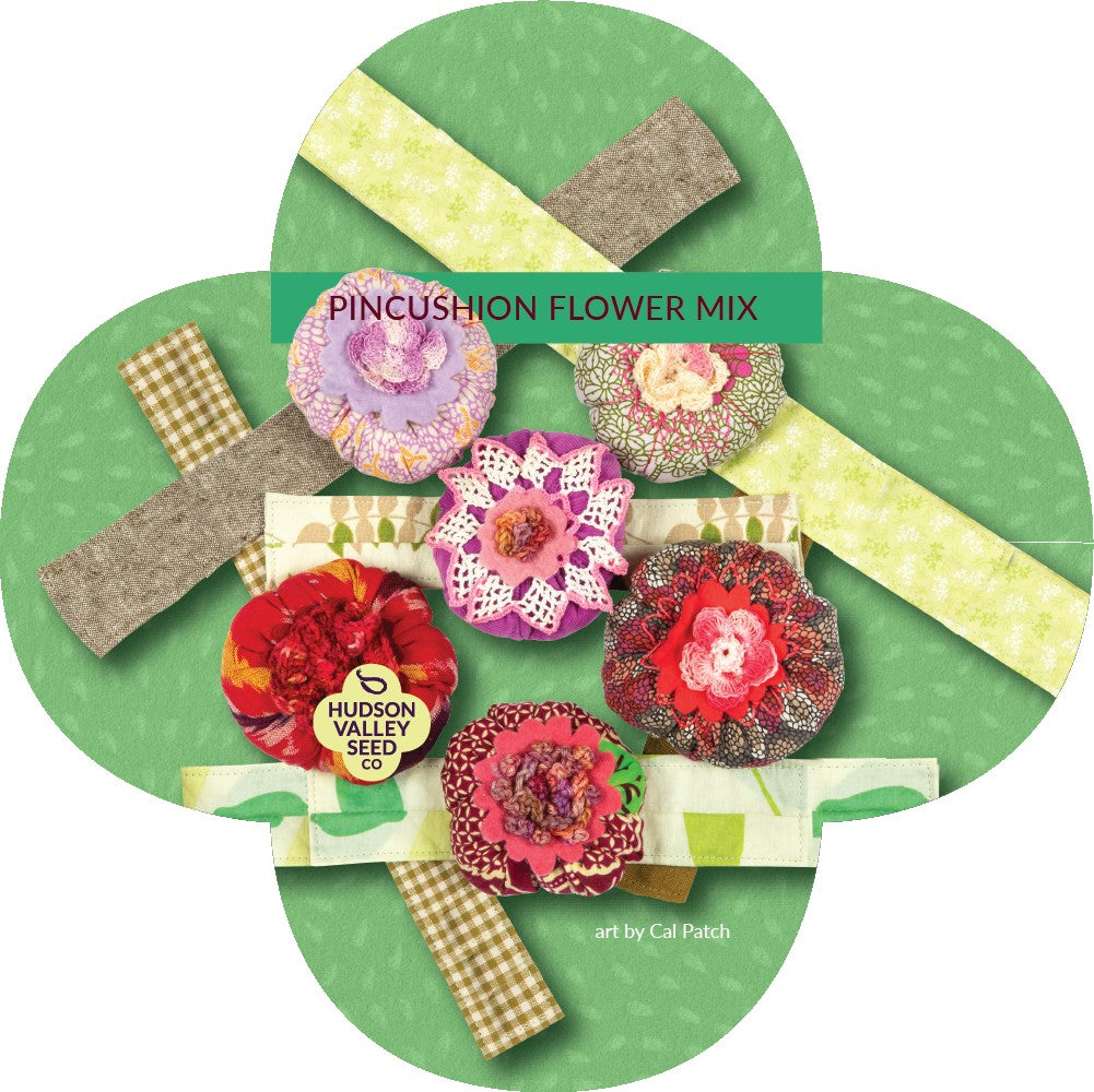 Colorful pincushion flower mix from Hudson Valley Seed Co. showcasing vibrant, clustered blooms in a garden setting.