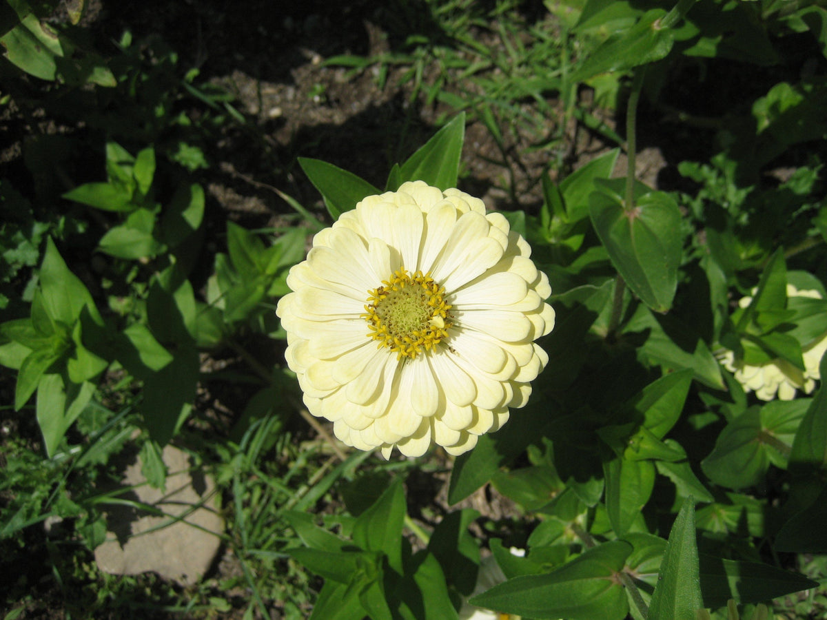 Close-up of Polar Bear Zinnia flower, a vibrant bloom from Hudson Valley Seed Co., showcasing its white petals and dark center.