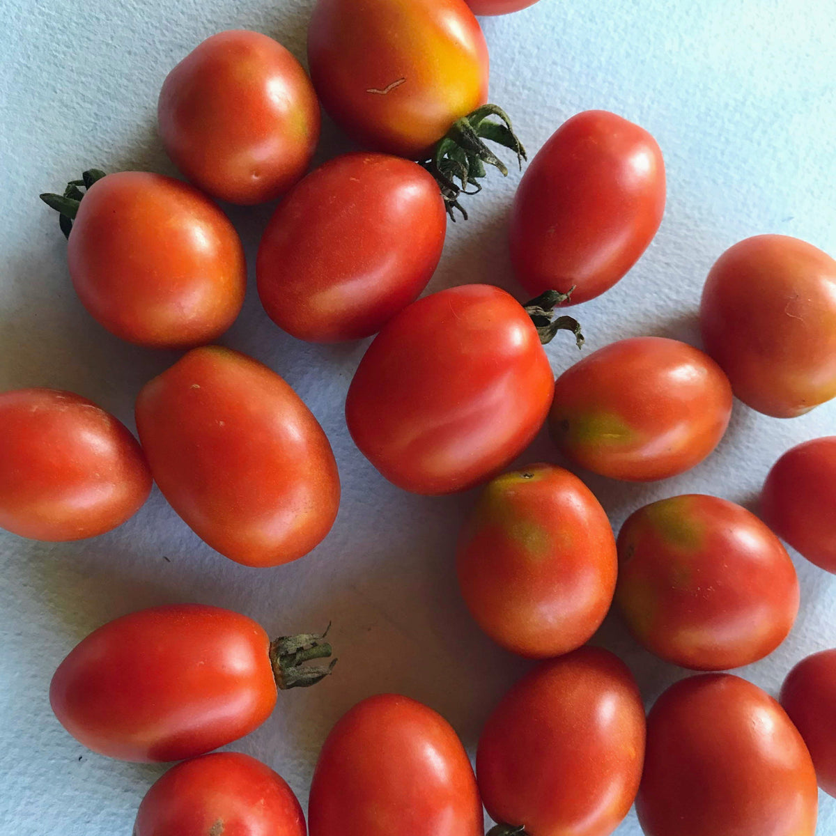 Sun-dried Principe Borghese tomatoes from Hudson Valley Seed Co. displayed in a rustic setting, showcasing vibrant red vegetables.