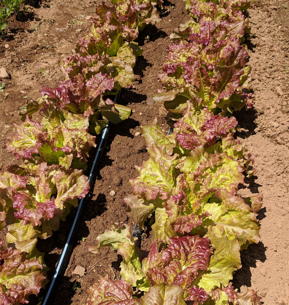 Fresh Prizehead lettuce from Hudson Valley Seed Co., showcasing vibrant green leaves and crisp vegetable quality.