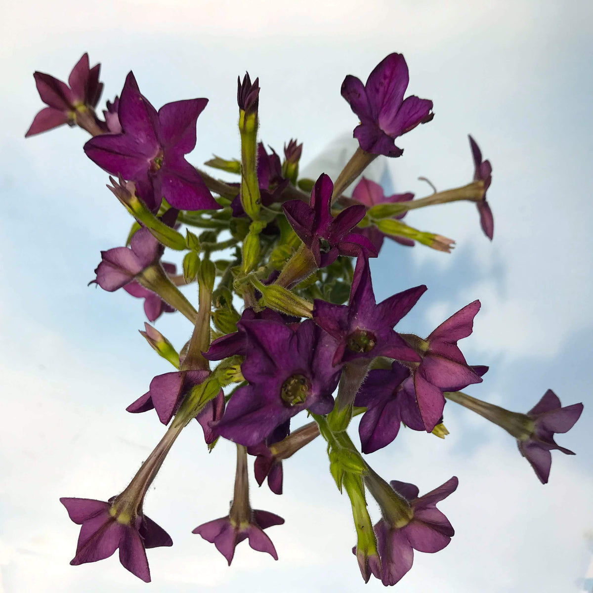 Purple Perfume Nicotiana flower seedlings from Hudson Valley Seed Co., showcasing vibrant purple blooms and lush green foliage.