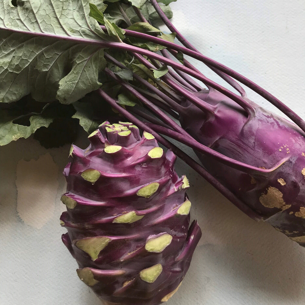 Fresh purple Vienna kohlrabi vegetable from Hudson Valley Seed Co., showing its round shape and vibrant purple skin.