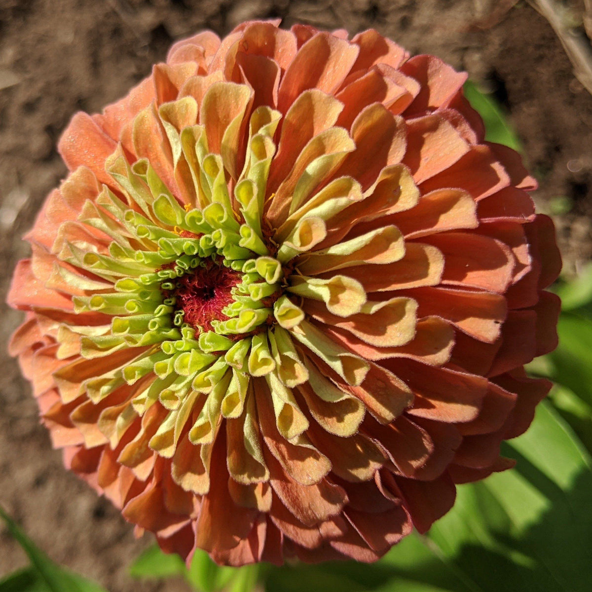 Bright Queen Lime Orange Zinnia flower from Hudson Valley Seed Co., showcasing vibrant orange and lime green petals.