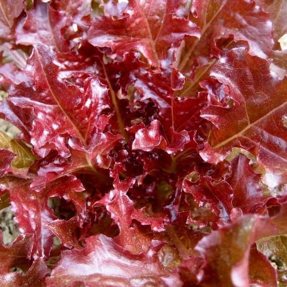 Fresh red salad bowl lettuce from Hudson Valley Seed Co., vibrant leafy vegetable perfect for salads and healthy dishes.