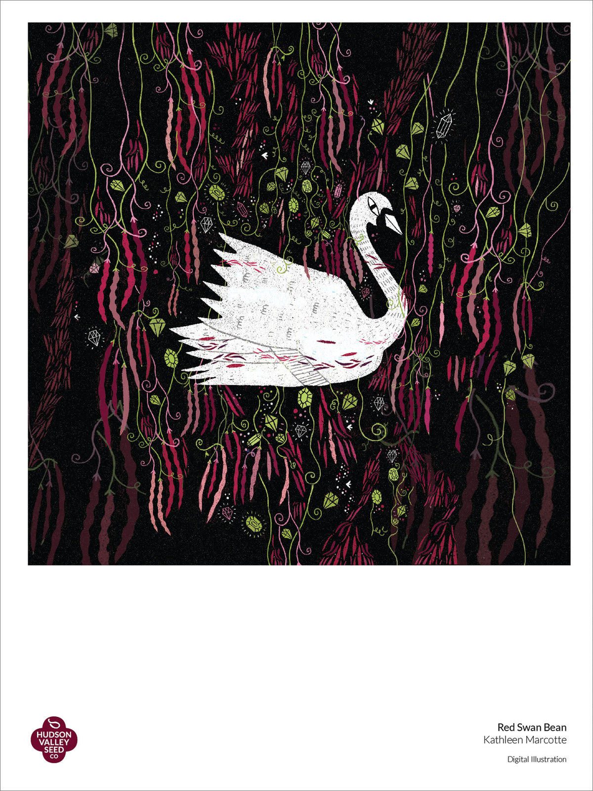 Red Swan Bush Bean fine art poster by Hudson Valley Seed Co. featuring detailed botanical illustration of a red bean plant.