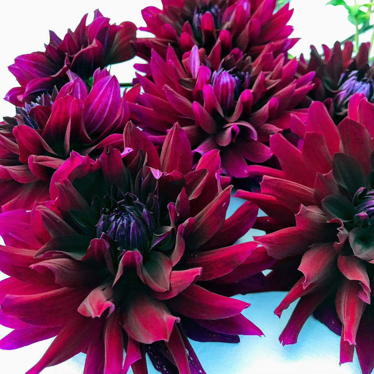 Ripples Dahlia tuber from Hudson Valley Seed Co, showing a mature, healthy flower bulb ready for planting.