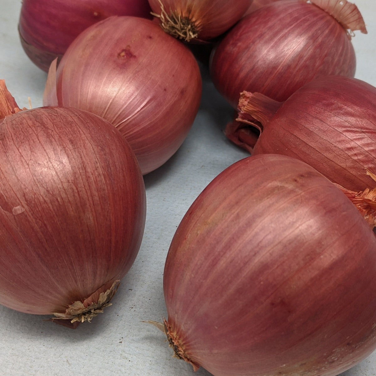 Rossa di Milano onion from Hudson Valley Seed Co., a vibrant red vegetable with a round shape and smooth skin.