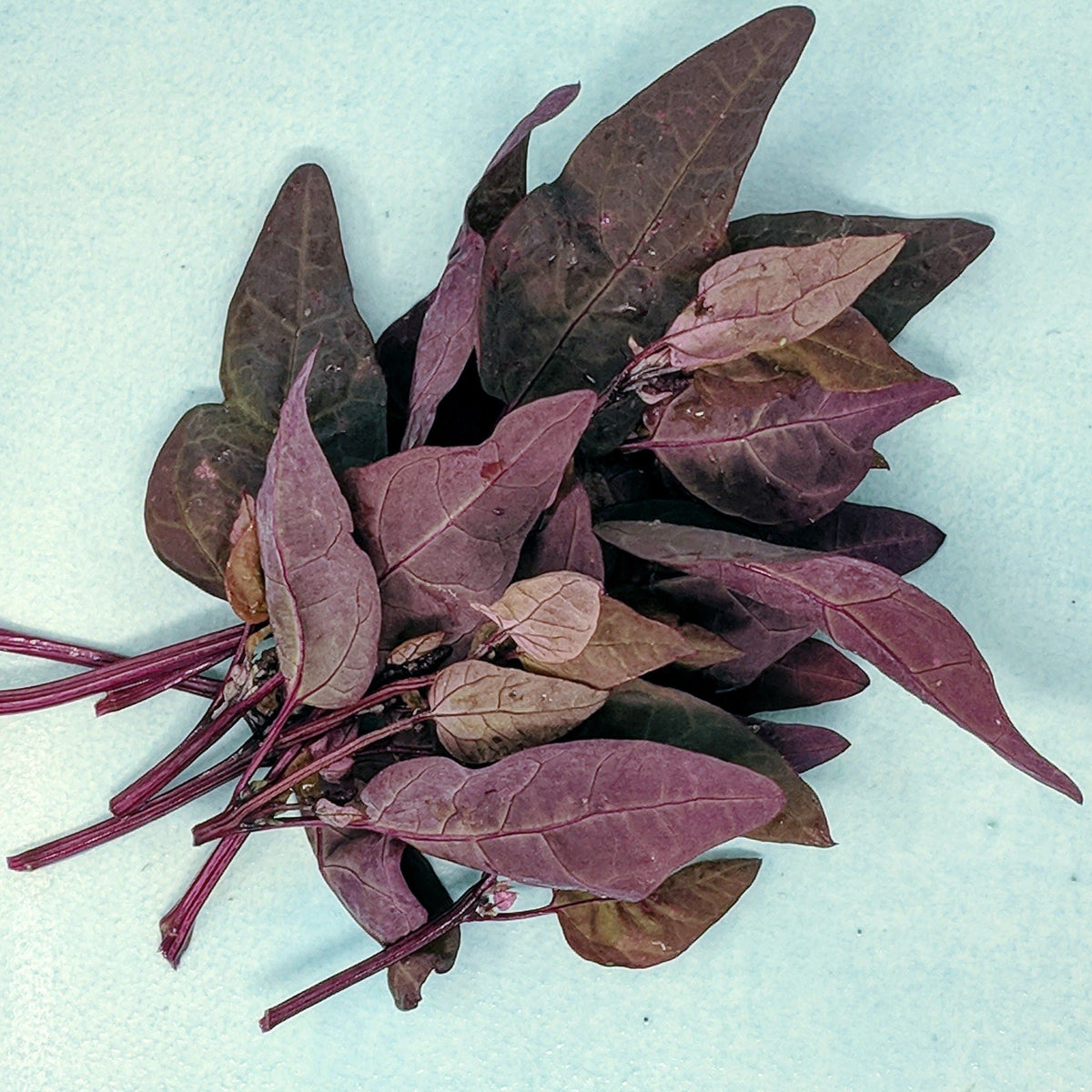 Fresh Ruby Red Orach vegetable from Hudson Valley Seed Co., showcasing vibrant red leaves on a lush green plant.