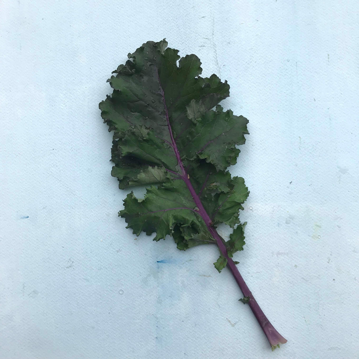 Fresh Scarlet Kale vegetable from Hudson Valley Seed Co., showcasing vibrant red and green leaves on a natural background.
