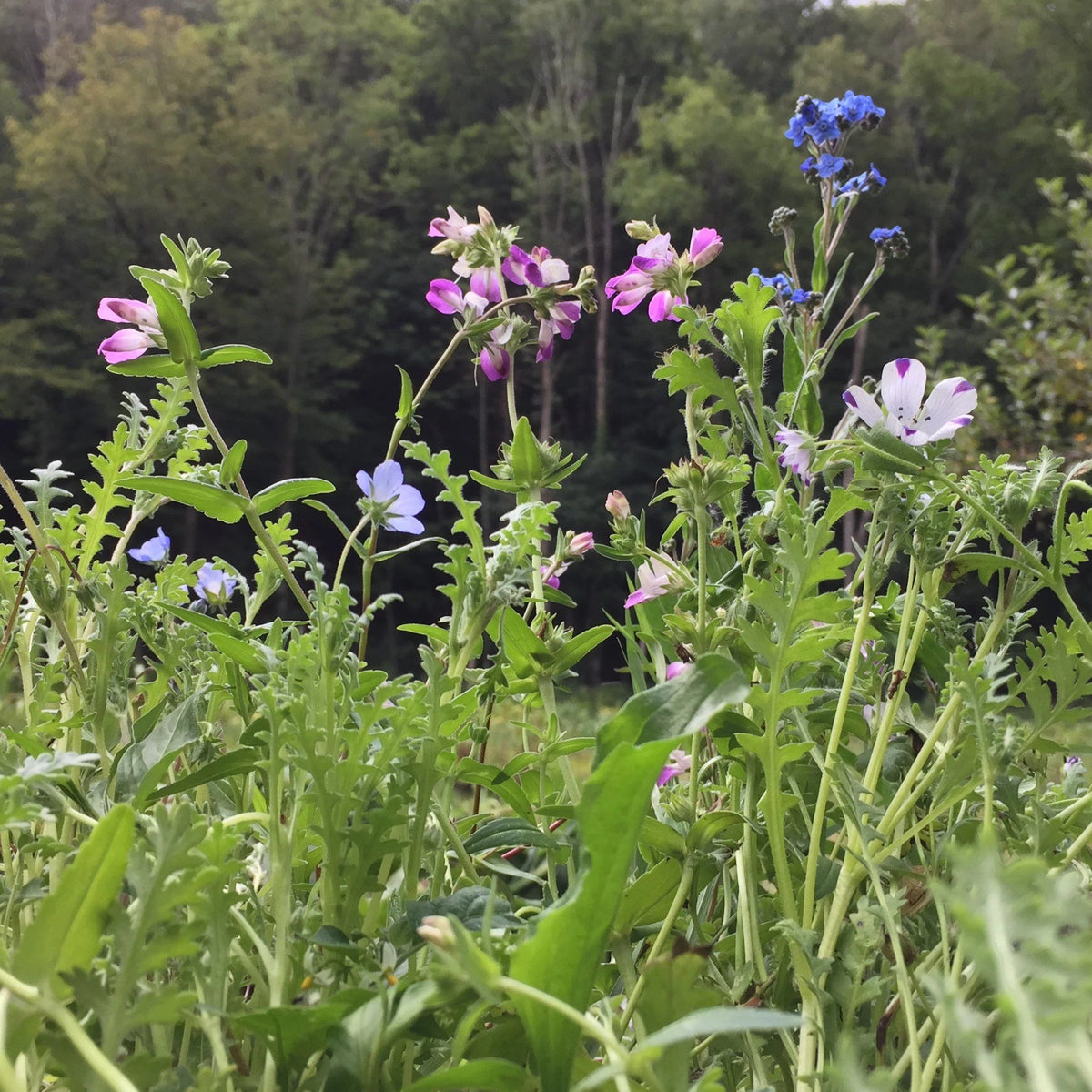 Assorted shade garden flower mix by Hudson Valley Seed Co. showcasing colorful blooms in a lush garden setting.
