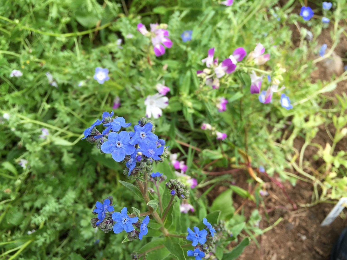 Assorted shade garden flower mix from Hudson Valley Seed Co., featuring vibrant flowers perfect for shaded garden areas.