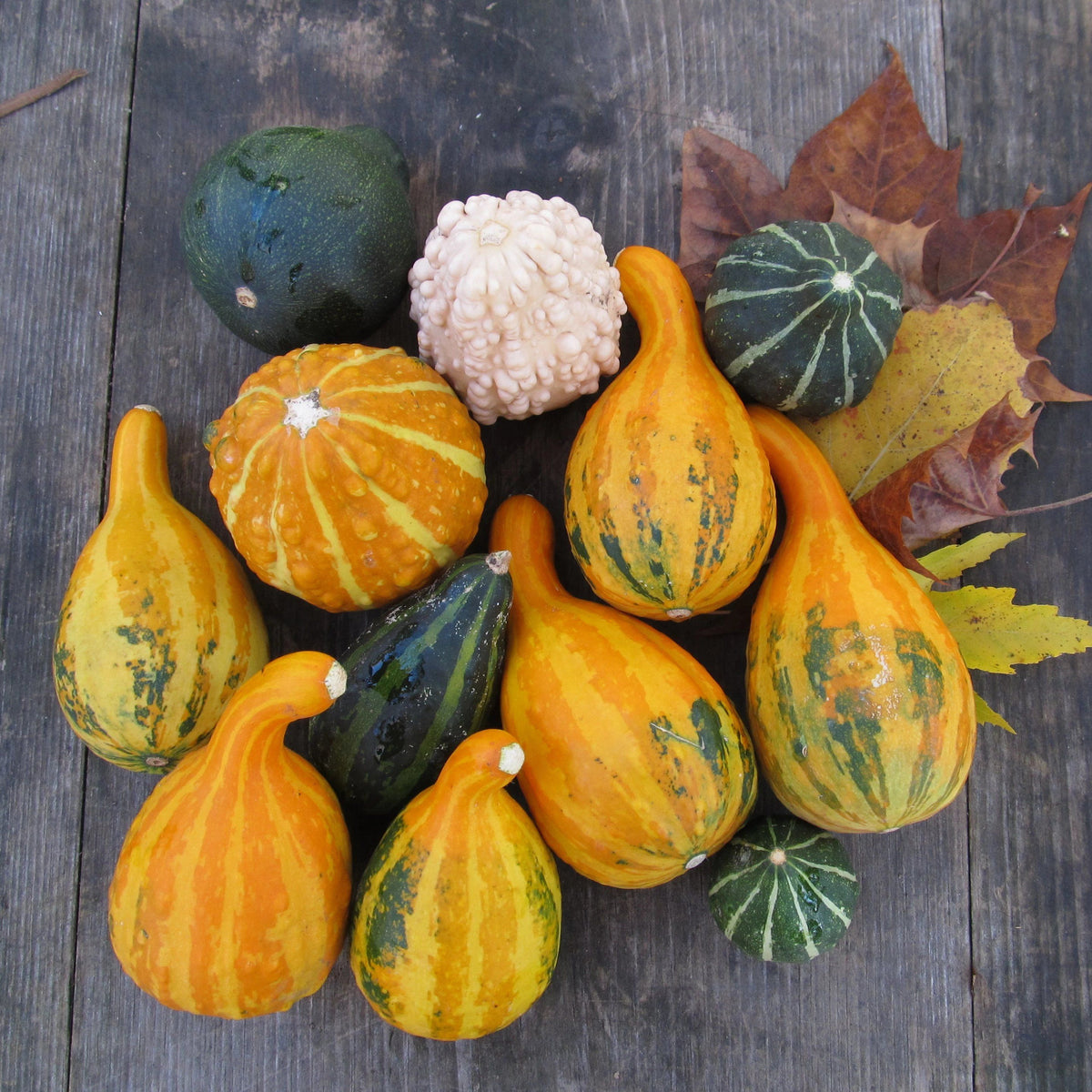 Assorted small ornamental gourds from Hudson Valley Seed Co., showcasing vibrant colors and unique shapes.