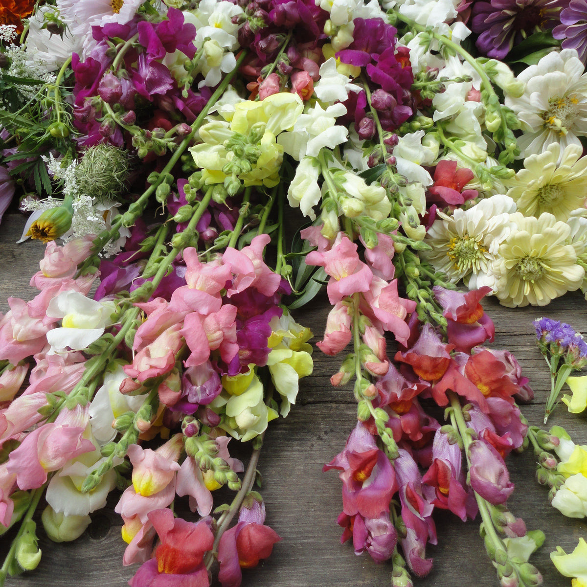 Colorful Snapdragon Mix flowers from Hudson Valley Seed Co., showcasing vibrant blooms and varied flower shapes.