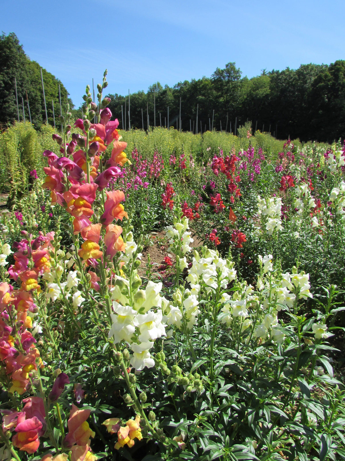 Colorful Snapdragon Mix flowers from Hudson Valley Seed Co. showcasing a vibrant variety of blooming flowers.