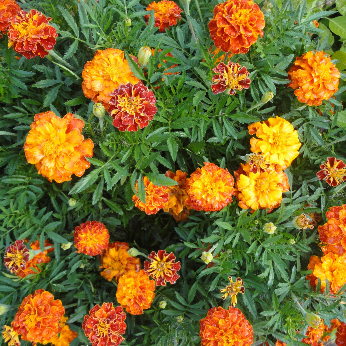 Bright Sparky French Mix Marigold flowers by Hudson Valley Seed Co. with vibrant orange and yellow blooms.