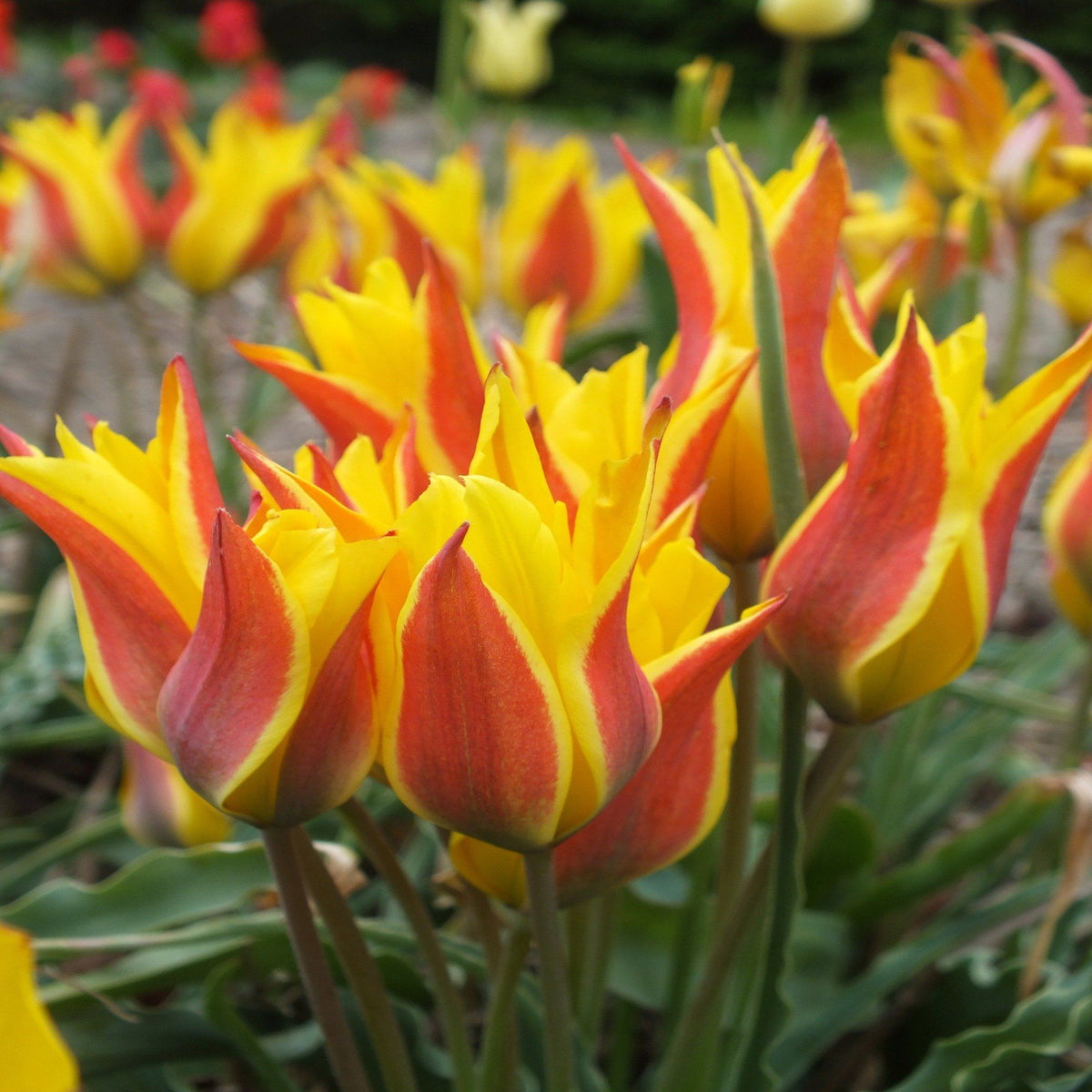Bright Species Tulip &