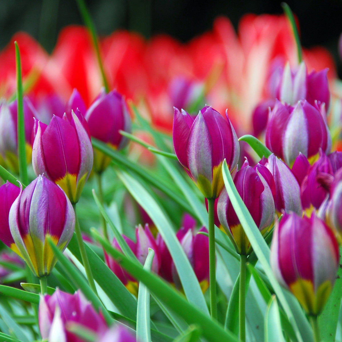 Bright yellow Tulip humilis &