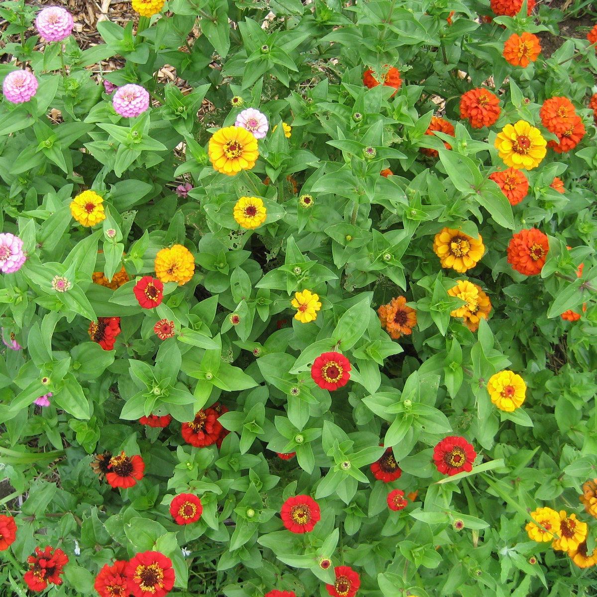 Vibrant State Fair Zinnia flower from Hudson Valley Seed Co. with bright orange petals and green foliage.
