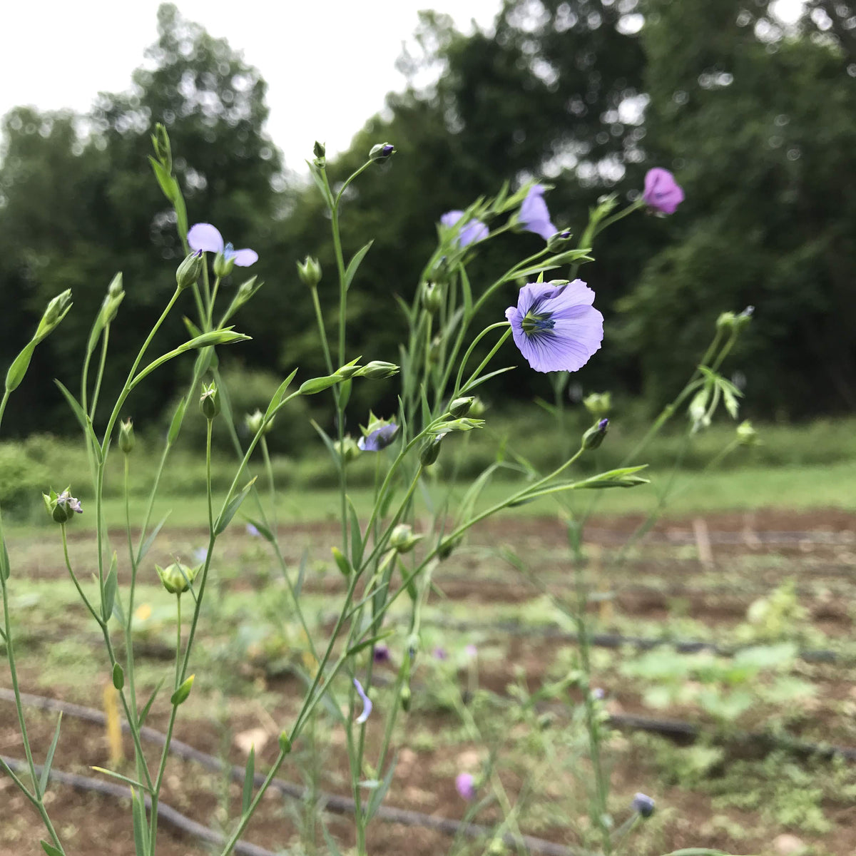 Bright Sussex Flax flowers from Hudson Valley Seed Co., featuring tall stems with vibrant blue and green flax blossoms.