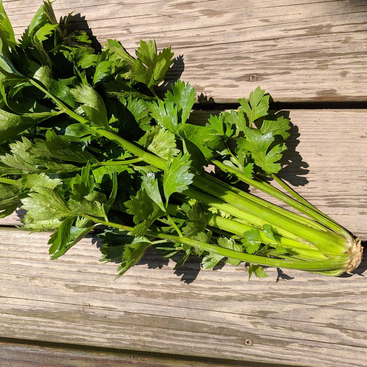 Fresh Tango celery vegetable from Hudson Valley Seed Co., with vibrant green stalks and leafy tops.
