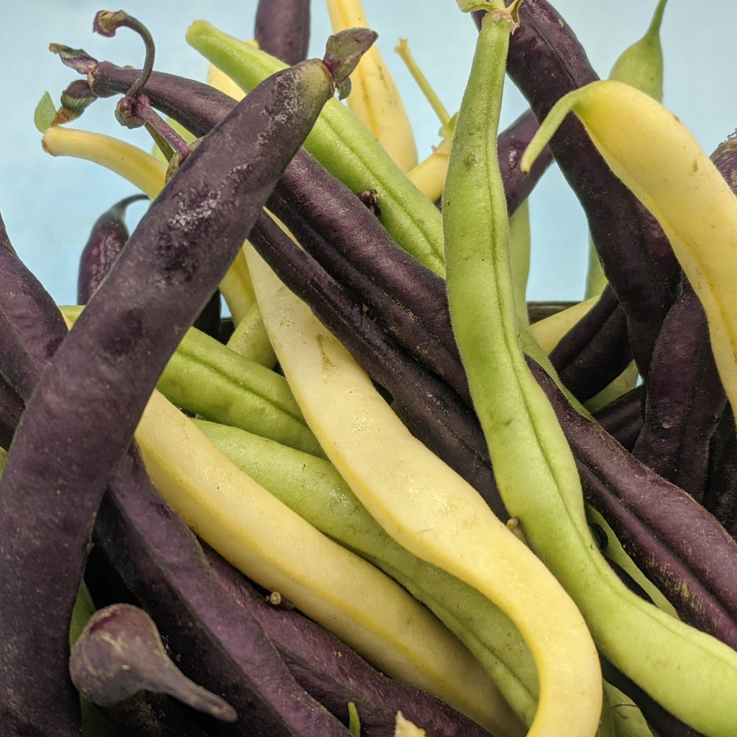 Tri-color Bush Bean Blend with green, yellow, and purple beans, showcasing fresh, vibrant vegetables from Hudson Valley Seed Co.
