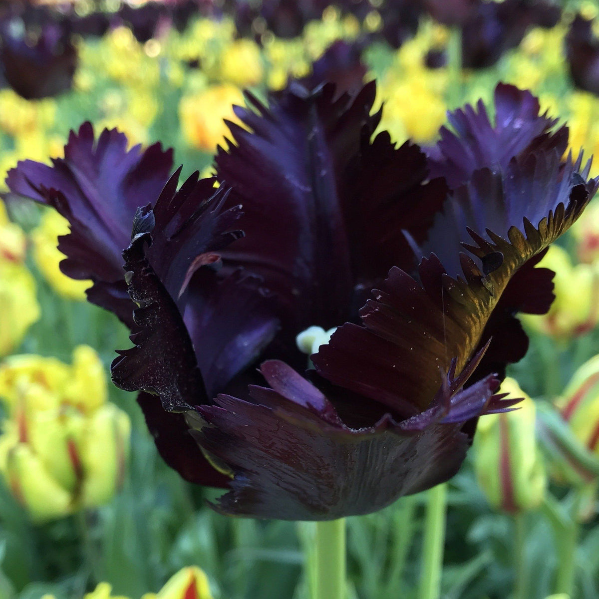 Dark purple and black Tulip &