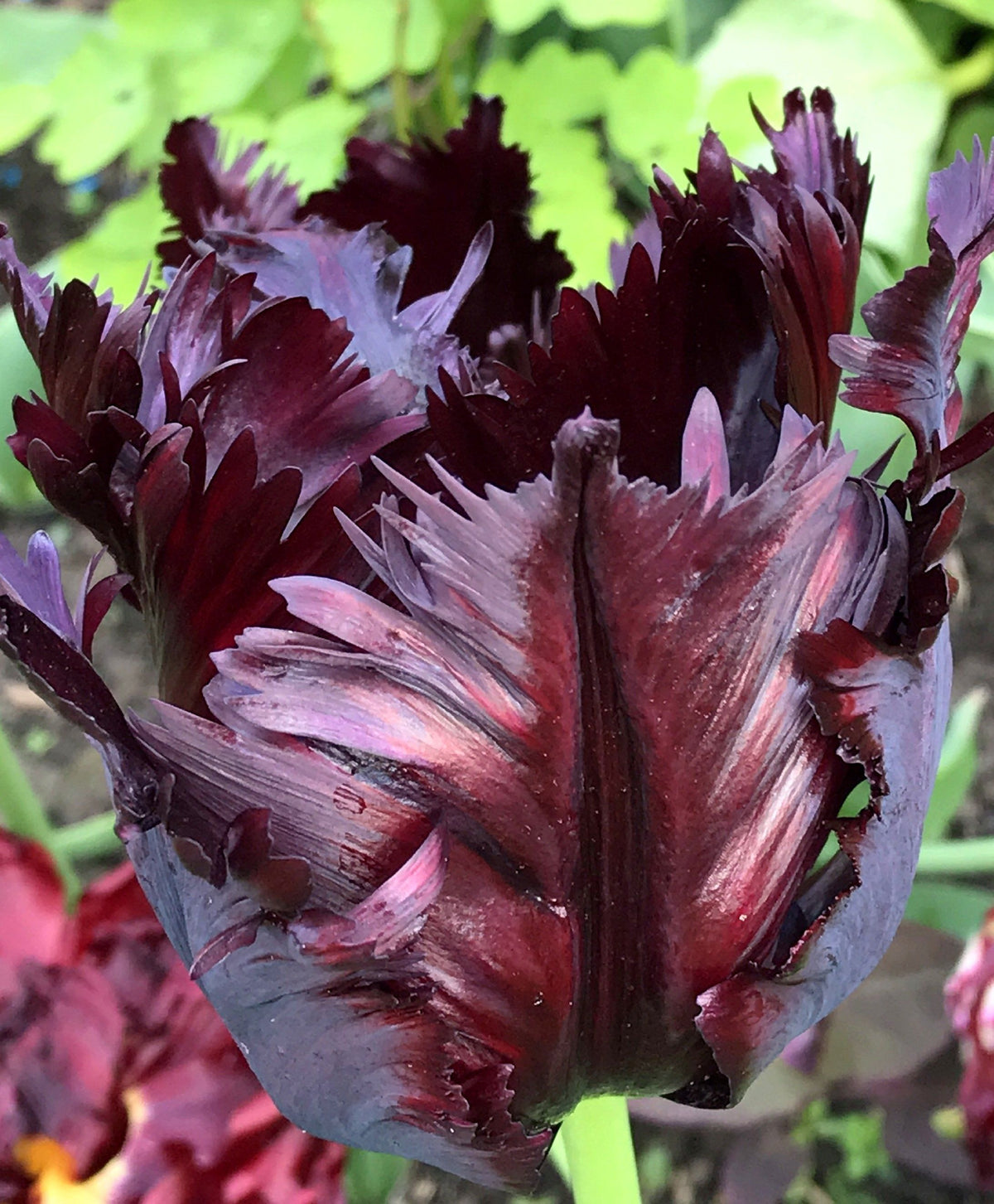 Black Parrot tulip flowers from Hudson Valley Seed Co., showing vibrant, ruffled black and purple petals in full bloom.