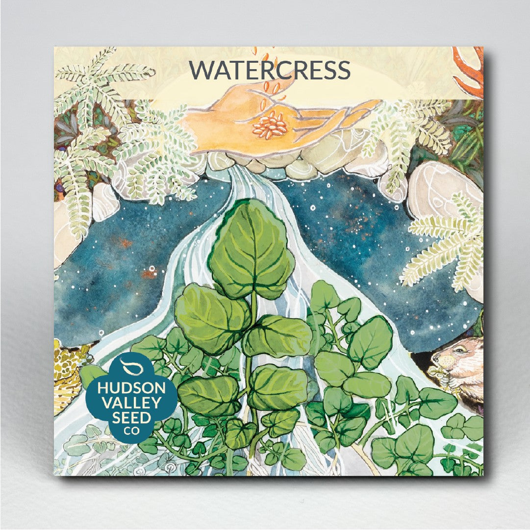 Fresh watercress vegetables from Hudson Valley Seed Co., with vibrant green leaves and delicate stems on display.