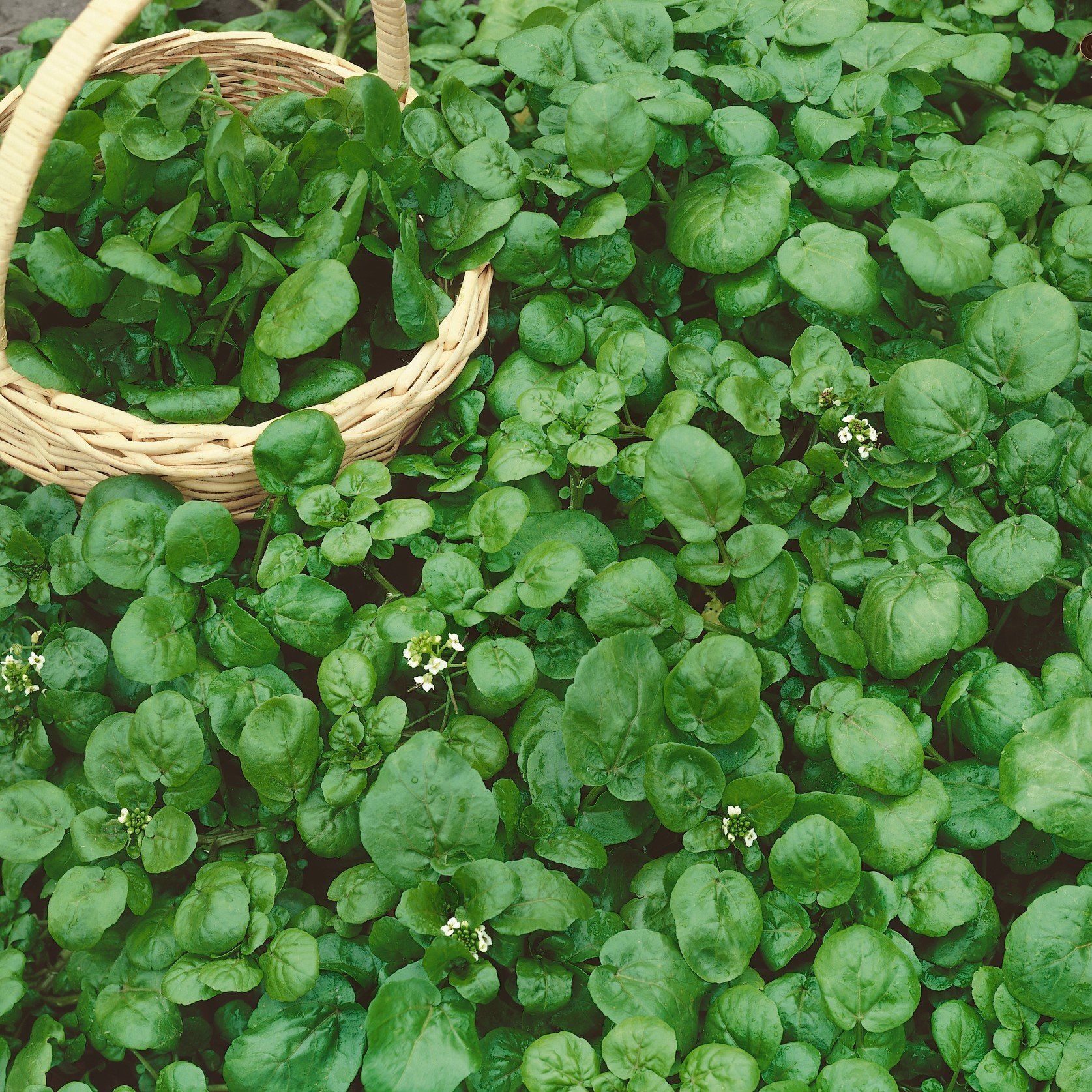 Fresh watercress vegetables from Hudson Valley Seed Co., vibrant green leafy greens displayed on a vendor stand.