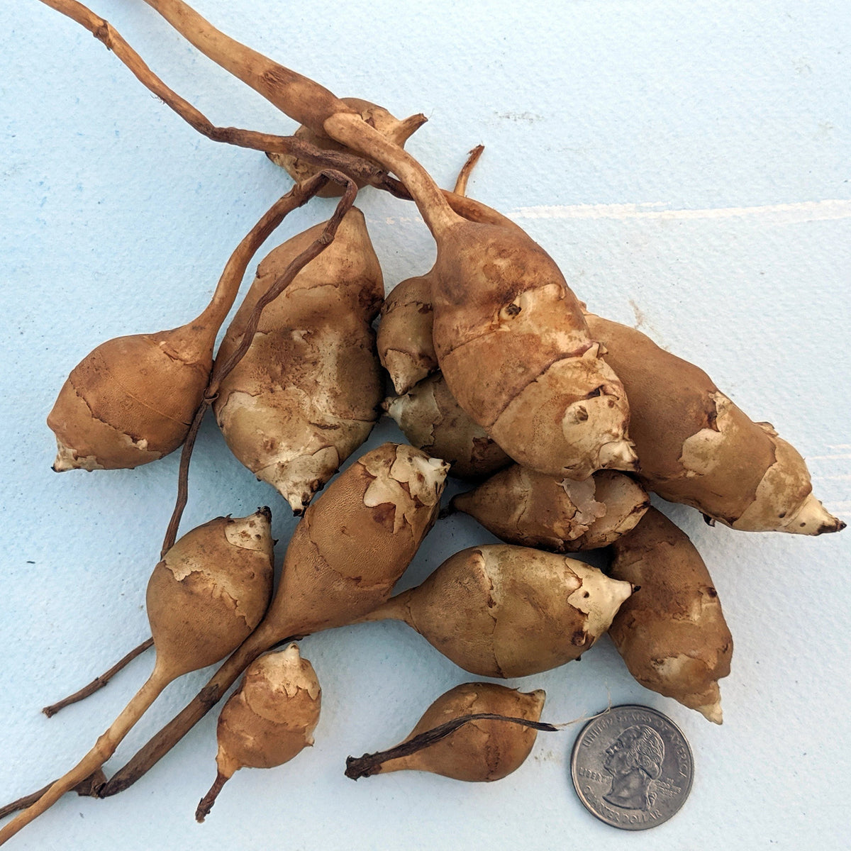 White Fuseau Sunchoke vegetable from Hudson Valley Seed Co., showing fresh, knobby white tubers on a rustic background.