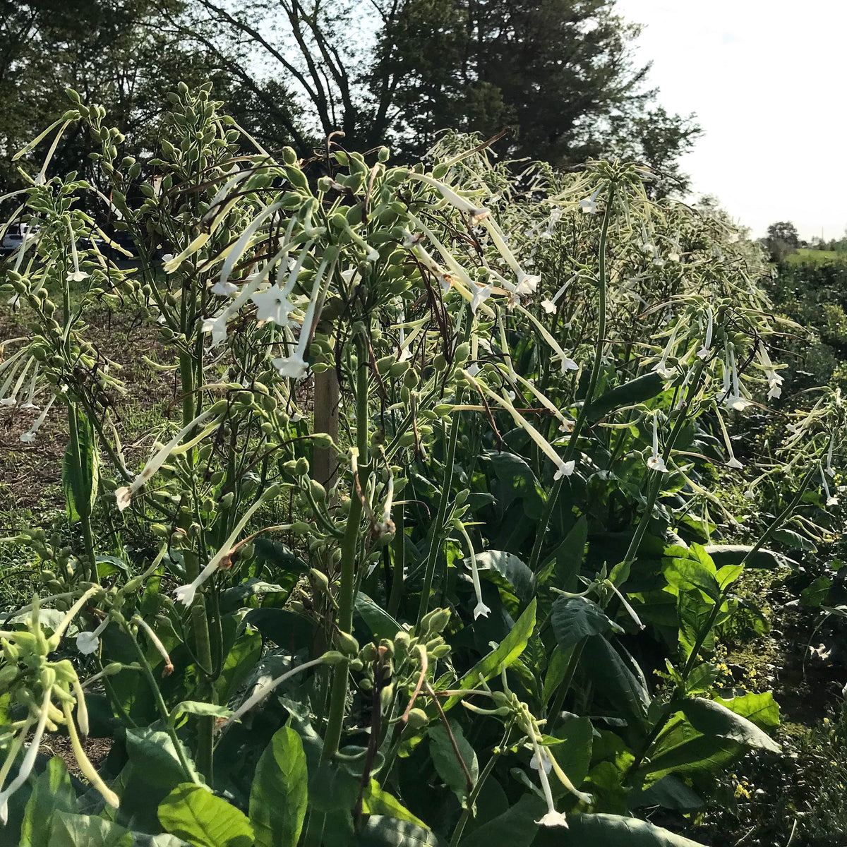 Bright woodland Nicotiana flowers by Hudson Valley Seed Co. featuring delicate white and green blooms in a natural outdoor setting.