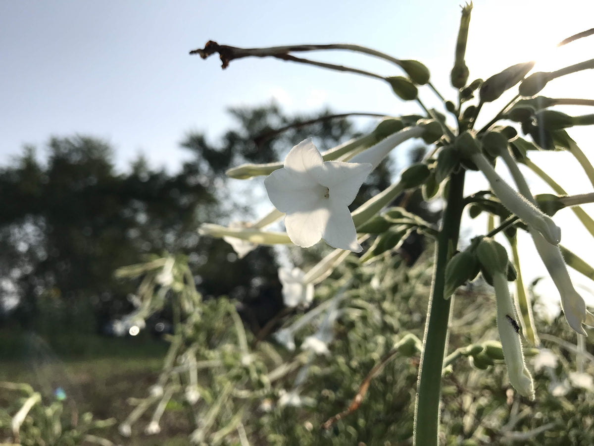 Bright Woodland Nicotiana flowers from Hudson Valley Seed Co., showcasing tall, fragrant blooms with delicate petals.