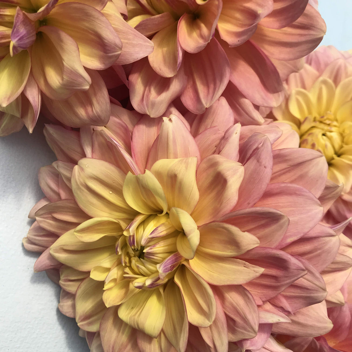 Pastel dahlia tuber from Wyn&