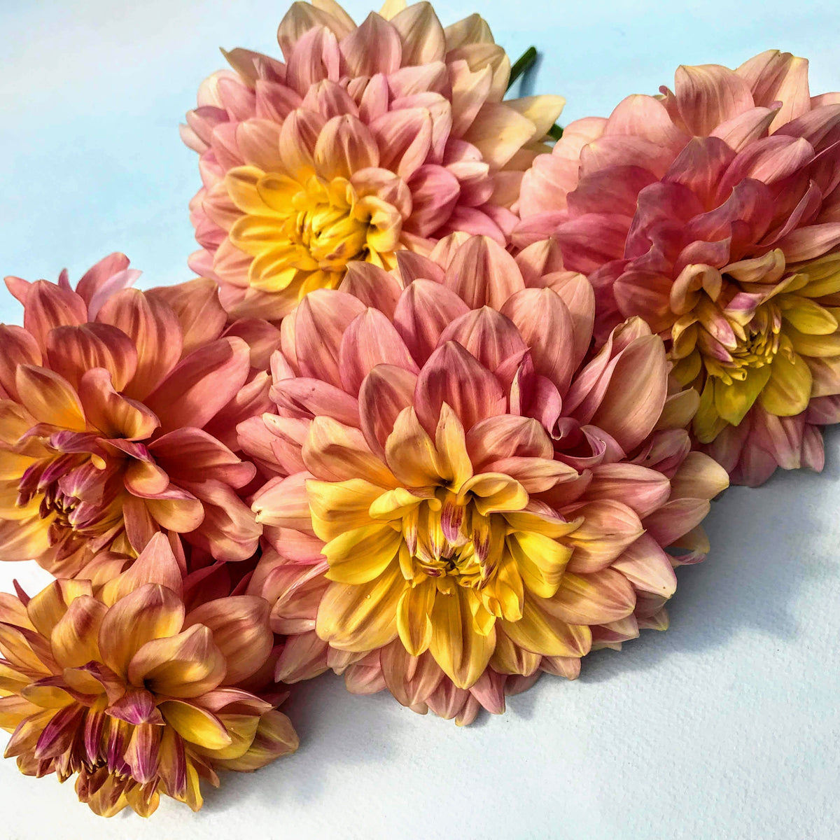 Pastel dahlia tuber from Wyn&