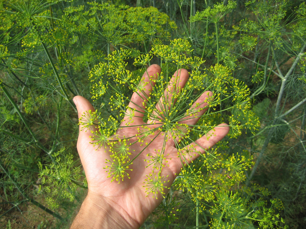 Fresh Mammoth Long Island dill seedlings from Hudson Valley Seed Co., showcasing vibrant green herb plants ready to grow.