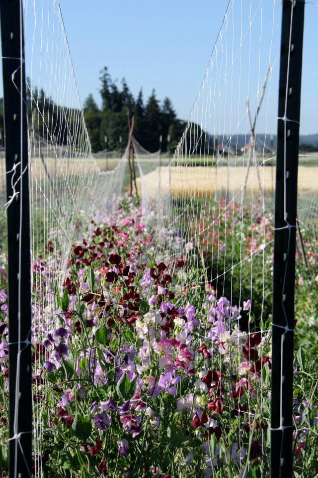Finnriver Sweet Pea Seedlings