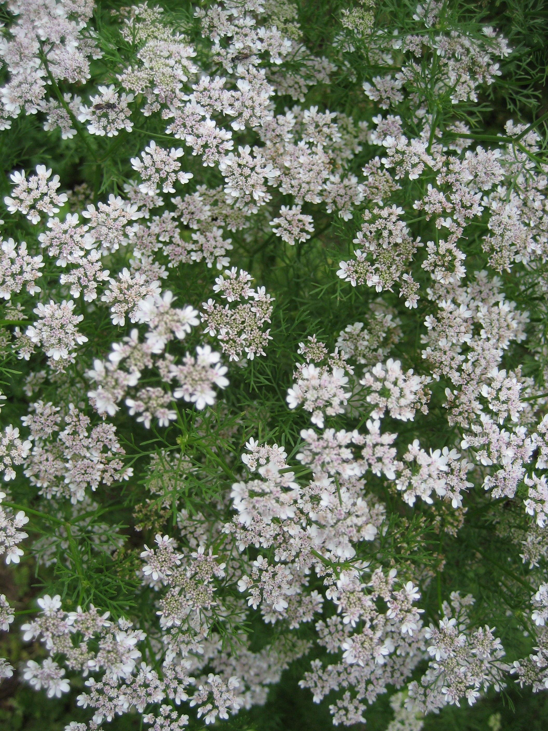 Cilantro in flower