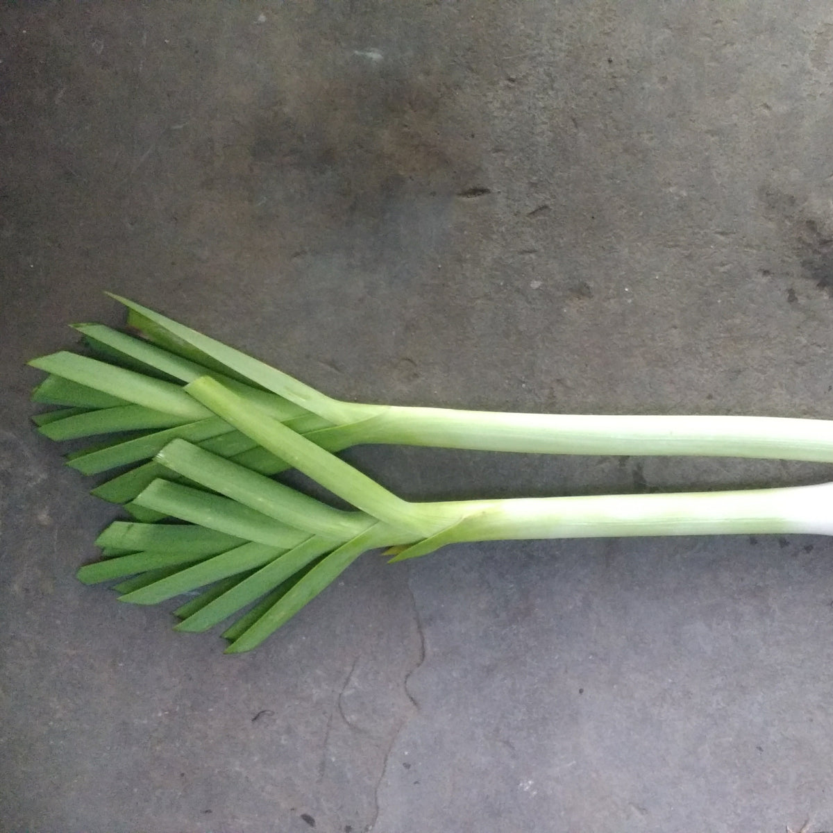 American flag leek seedlings from Hudson Valley Seed Co., fresh green vegetable plants ready for planting.