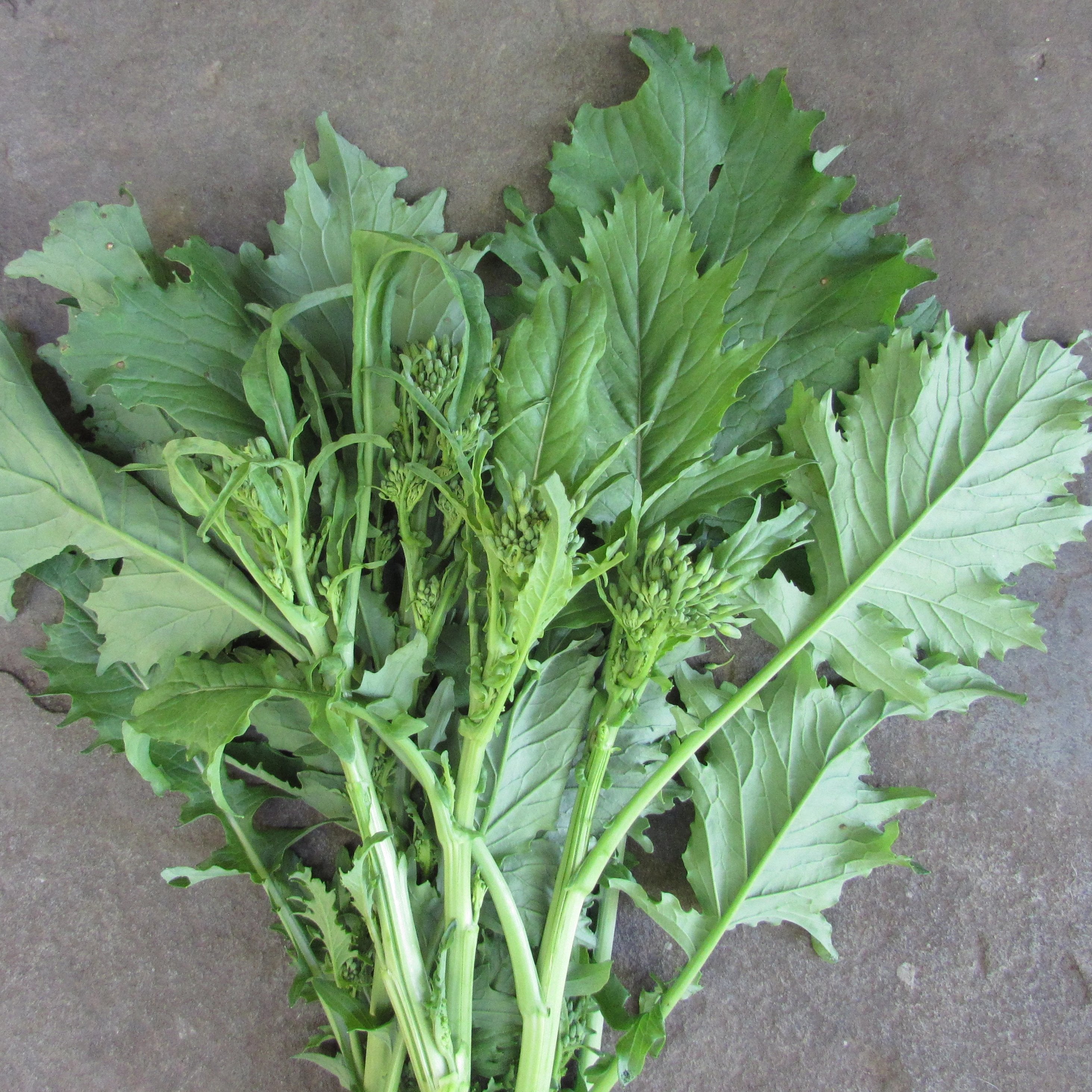 Novantina Broccoli Raab Seedlings