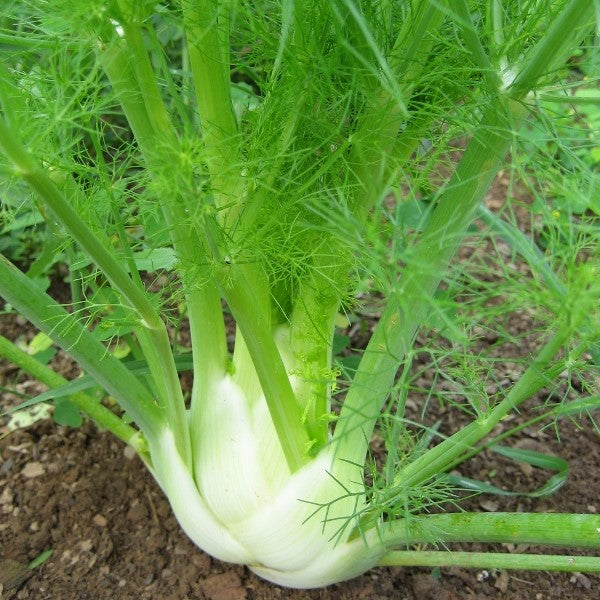 Hudson Valley Seed Co. Florence fennel seedlings with green stalks and feathery leaves, ready for planting in vegetable garden.