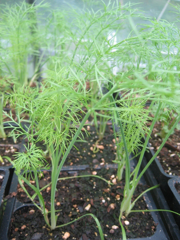 Healthy Florence fennel seedlings from Hudson Valley Seed Co., ready for planting in vegetable garden.