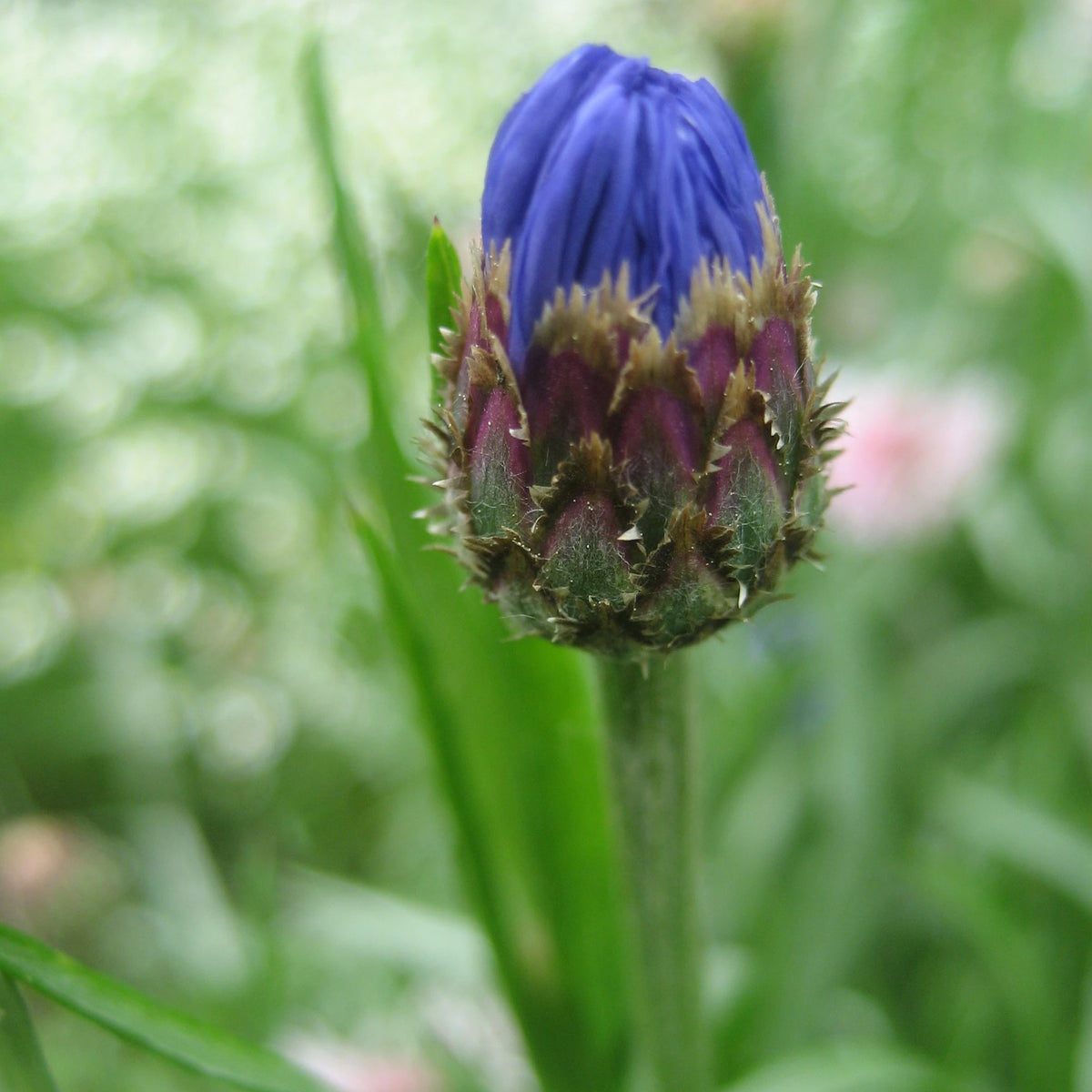 Hudson Valley Seed Co. Jubilee Gem Bachelor Buttons flower seedlings with vibrant purple blooms in a garden setting.