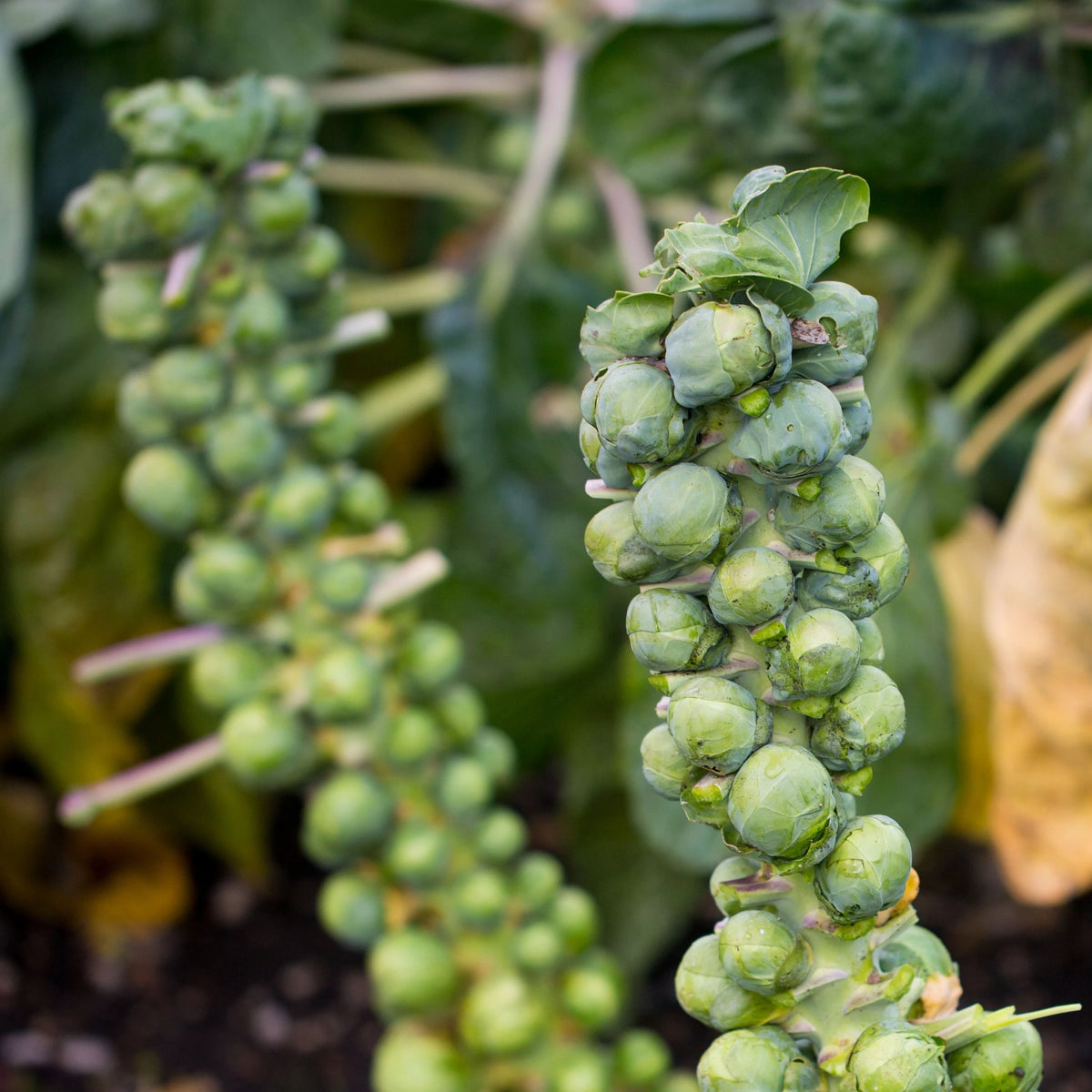 Close-up of Long Island Improved Brussels Sprouts seedlings, fresh green vegetable plants ready for planting.