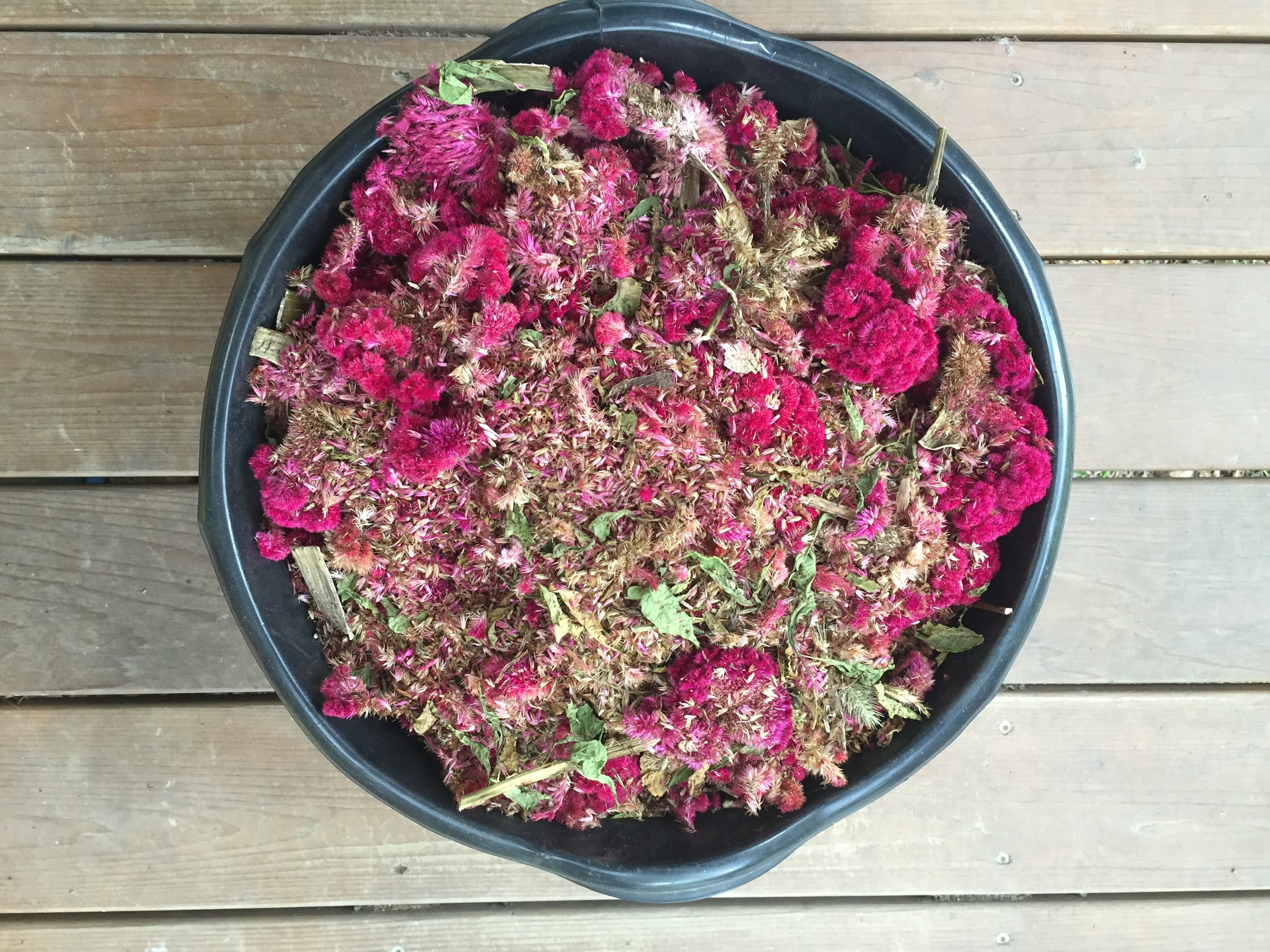Mammoth Magenta Celosia Seedlings
