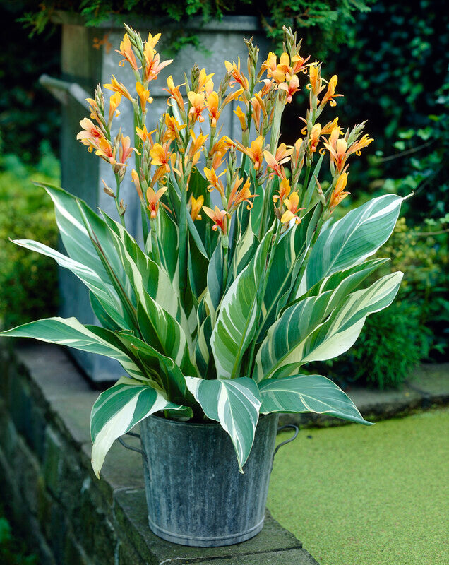 Bright Stuttgart Canna flowers with vibrant orange and green foliage, showcasing lush, tropical plant details.