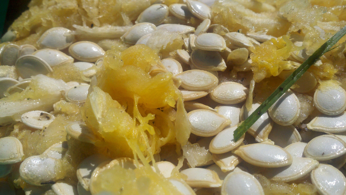 Harvesting and Cleaning Zucchini Seeds