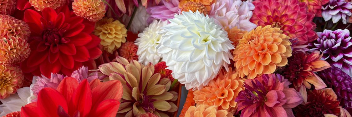 How to Plant Dahlia Tubers