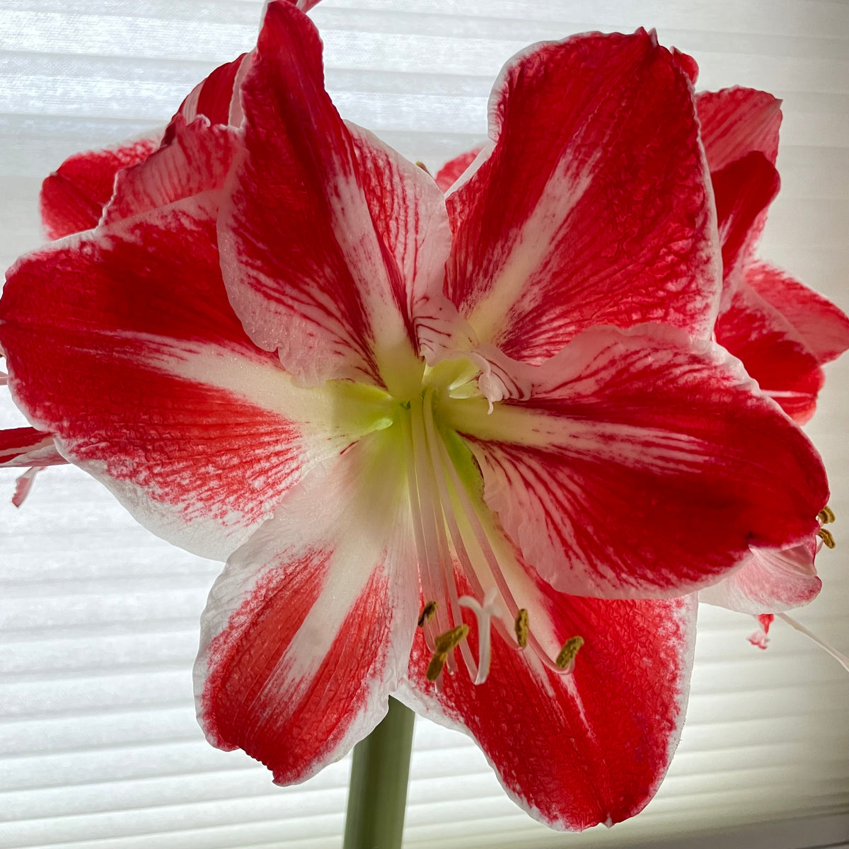 November Gardening Checklist